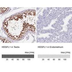HRP-1/HDGFL1 Antibody, Novus Biologicals:Antibodies:Primary Antibodies